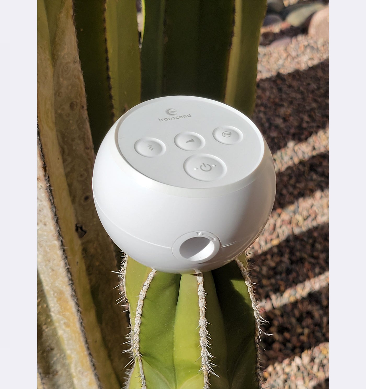 White electronic device attached to a cactus plant