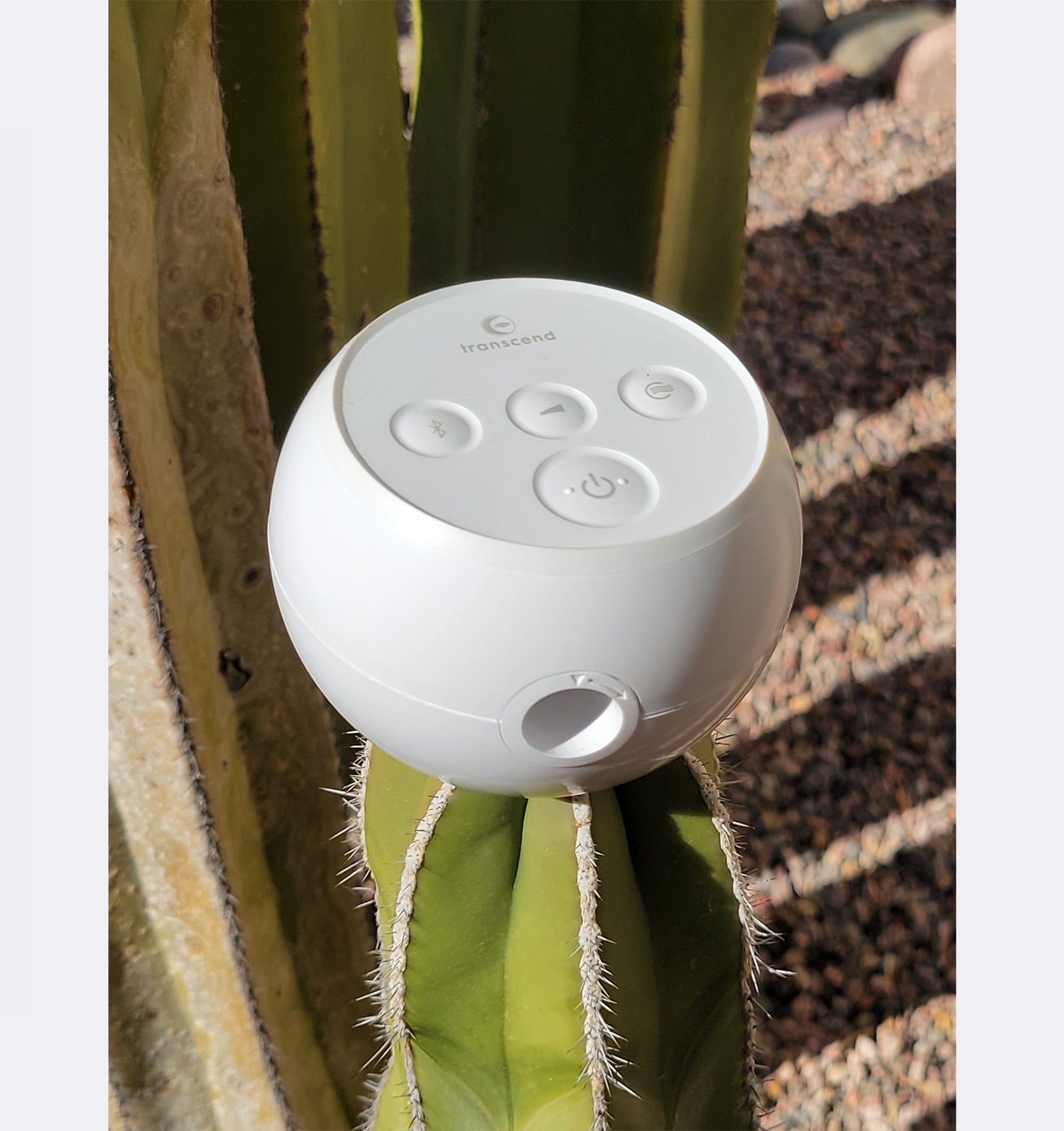 White electronic device attached to a cactus plant