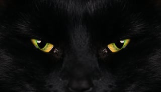 black cat.jpg