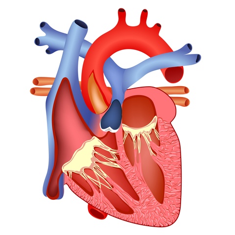 image of a heart