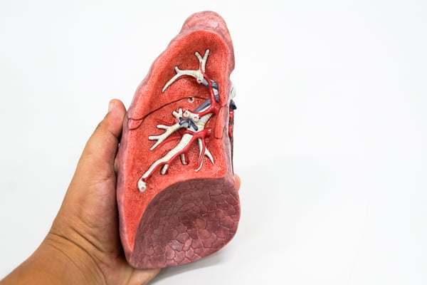 example of a healthy lung