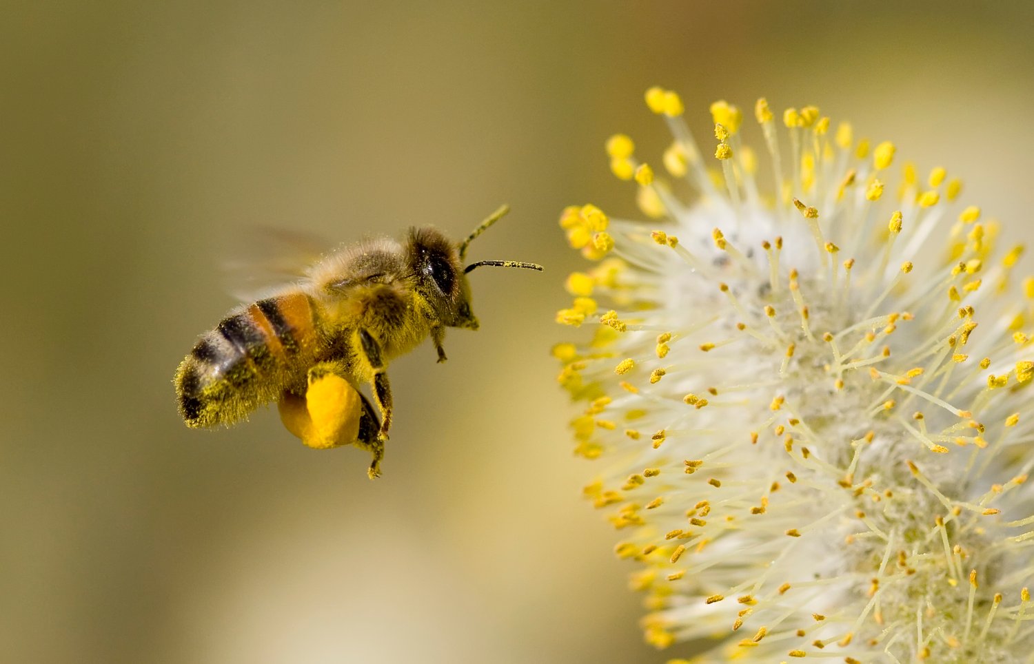 Какого цвета пыльца. Пчелиная пыльца (Bee pollen). Цветочная пыльца на пчеле. Пыльца медоносная пчела. Пыльца и нектар.