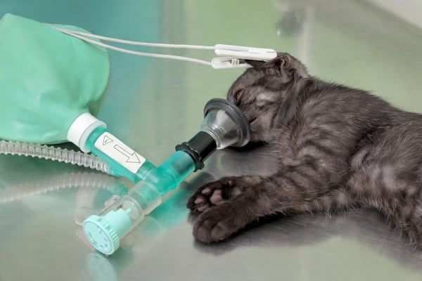 cat on oxygen