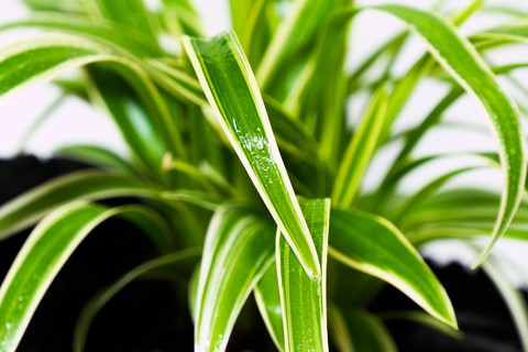 spider plants can help clean the air which can benefit copd patients